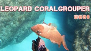 Подводная охота / Леопардовый групер
