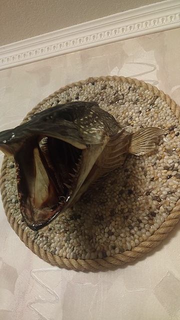 Чучело щуки на 6500