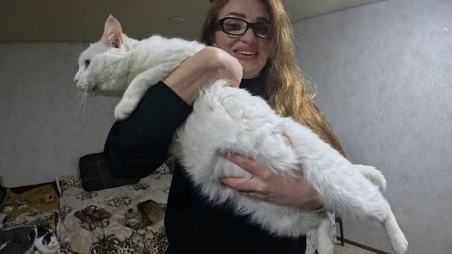 Алиса Неземная. ЗАЕХАЛИ КУПИТЬ КОРМА,ЧТОБ КОТЫ НЕ ПОХУДЕЛИ