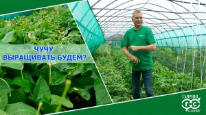 ЧУЧУ ВЫРАЩИВАТЬ БУДЕМ?