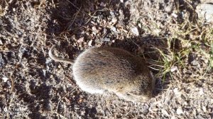 ПУШИСТАЯ МЫША ОТДЫХАЕТ 14-04-2026