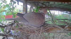 Горлинка.mp4