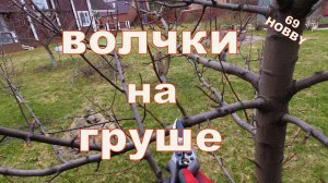 Жировики на груше, что делать!