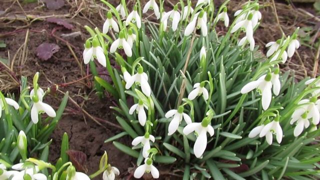 Подснежники садовые многолетние: в какое время пересаживать