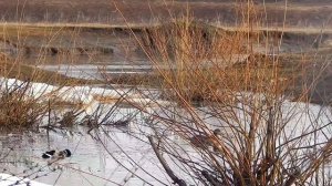 Открытие охоты на селезня с подсадной уткой