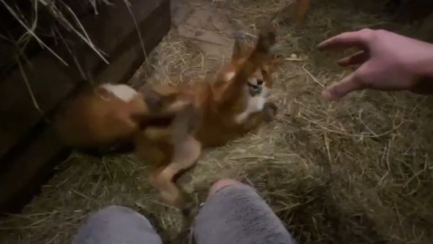 Лиса-Алиса. Вечернее веселье с лисом Игнисом