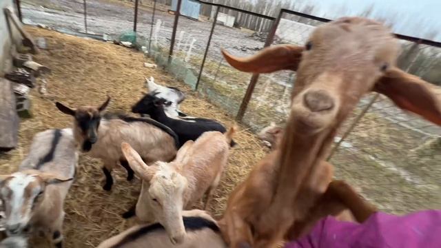 Деревенская жизнь  Кормим и гуляем с животными