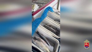 Полицейские пресекли продажу коммерсанткой из Магадана почти полтонны немаркированной рыбы