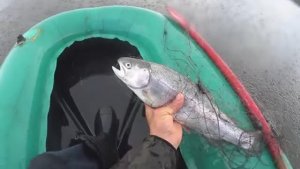 СПОЙМАЛАСЬ СНОВА КРАСНОПУЗАЯ!ПРОВЕРЯЮ КРУПНУЮ ЯЧЕЮ НА ГЛУБИНЕ!