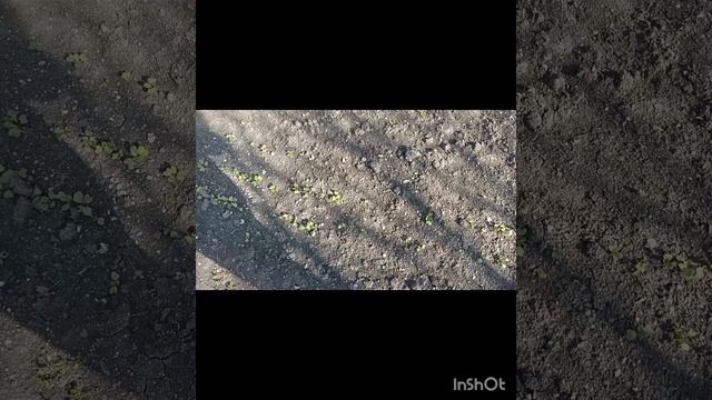 14.04.26 Прогулка по участку. Пуша и Чапик