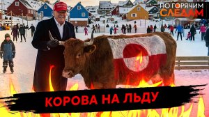 Корова на льду