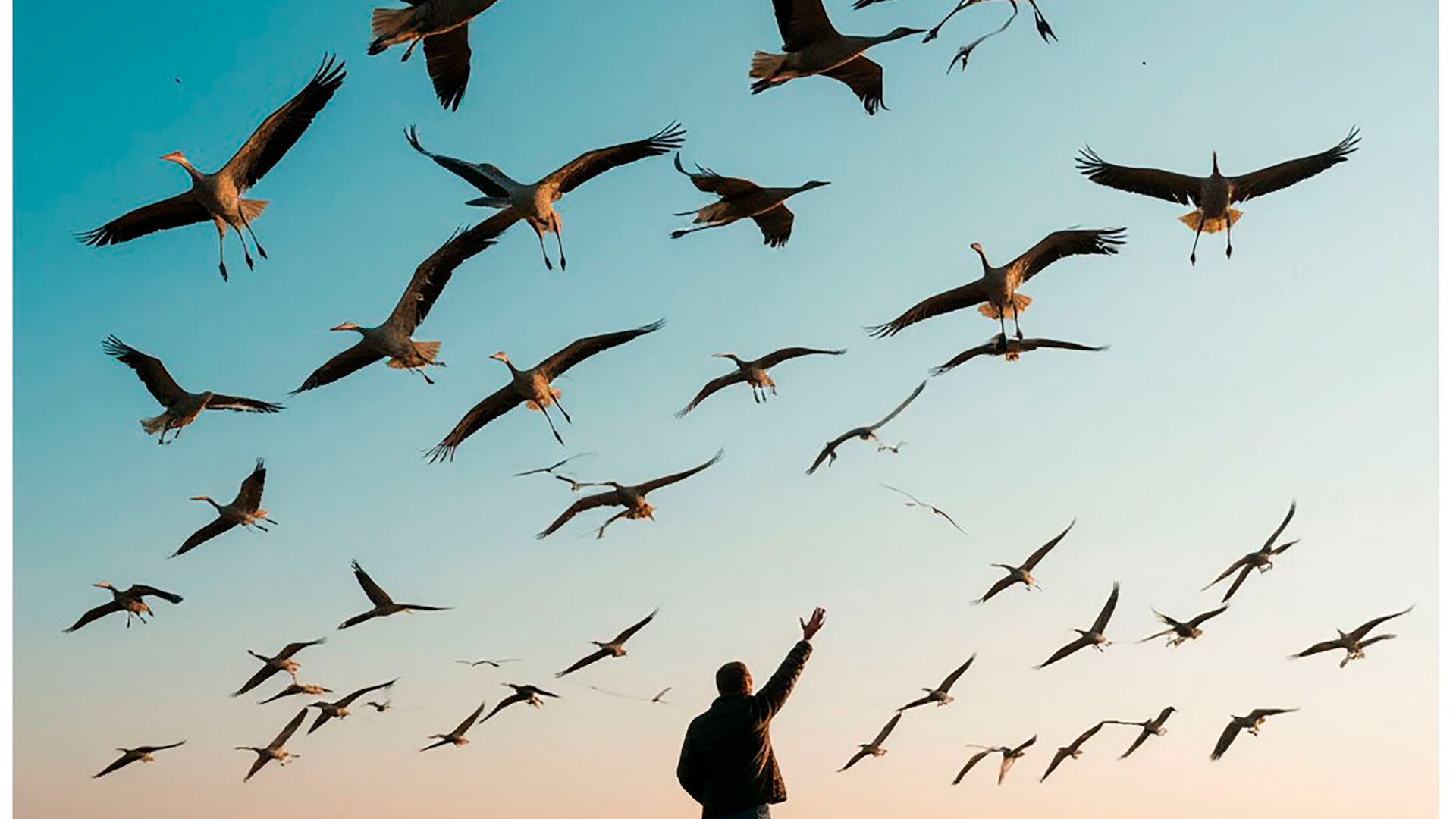 Заберите меня журавли. Муз.С.Грицюк,сл.П.Расин