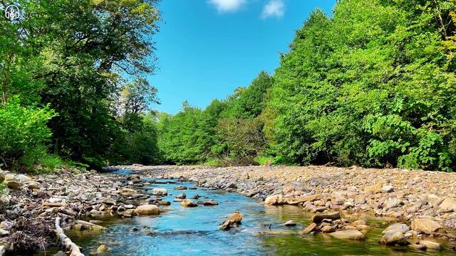 🏔️ Горная река и соловьи | Журчание воды и пение птиц для глубокого релакса и медитации.