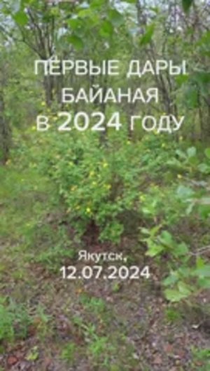 Первые дары Байаная 2024
