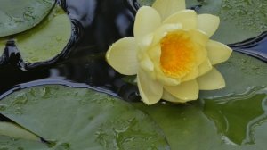 Кувшинка раскрывается. Попытка №5