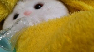 Как проходит Моё утро с басиками