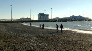 С начала апреля на побережье от Тамани до Сириуса нашли 82 погибших дельфина