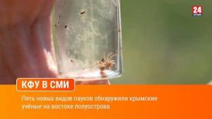 Пять новых видов пауков обнаружили крымские учёные на востоке полуострова