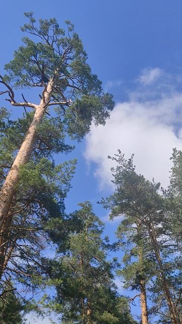 Весенний день в лесу