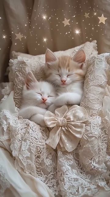 Видишь звёздочку в окошке? Это мой тебе привет! Ты свернись клубком, как кошка. Это мой тебе совет