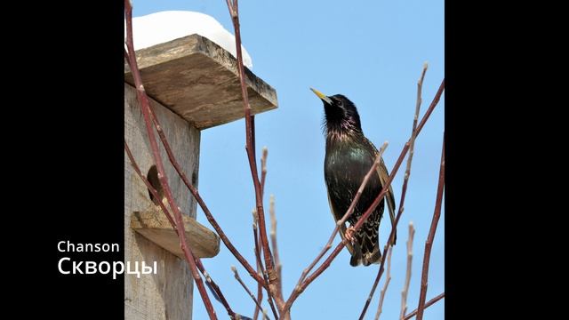 Suno AI (на русском) - Скворцы