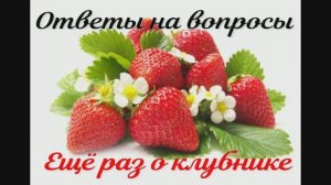 Ответы на  вопросы по  весеннему уходу за саженцами клубники