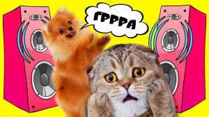 КисКис: Каждый питомец такой? Весёлые танцы и песни дома 🎶💃🐶