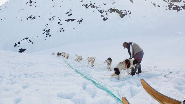 Гренландия: езда на собачьей упряжке
