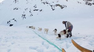 Гренландия: езда на собачьей упряжке