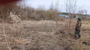 Электропастух для быков.