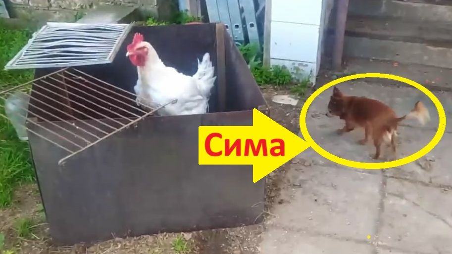 Я сейчас тебе помогу!