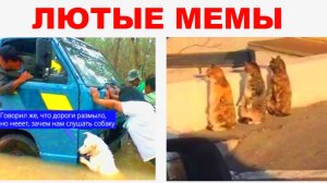 Что КОТЫ там увидели? Лютые мемы