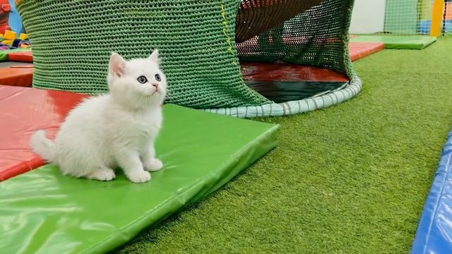 Котёнок Кефир в детском лабиринте! Играет и веселится вместе с Карлом и Дорианом