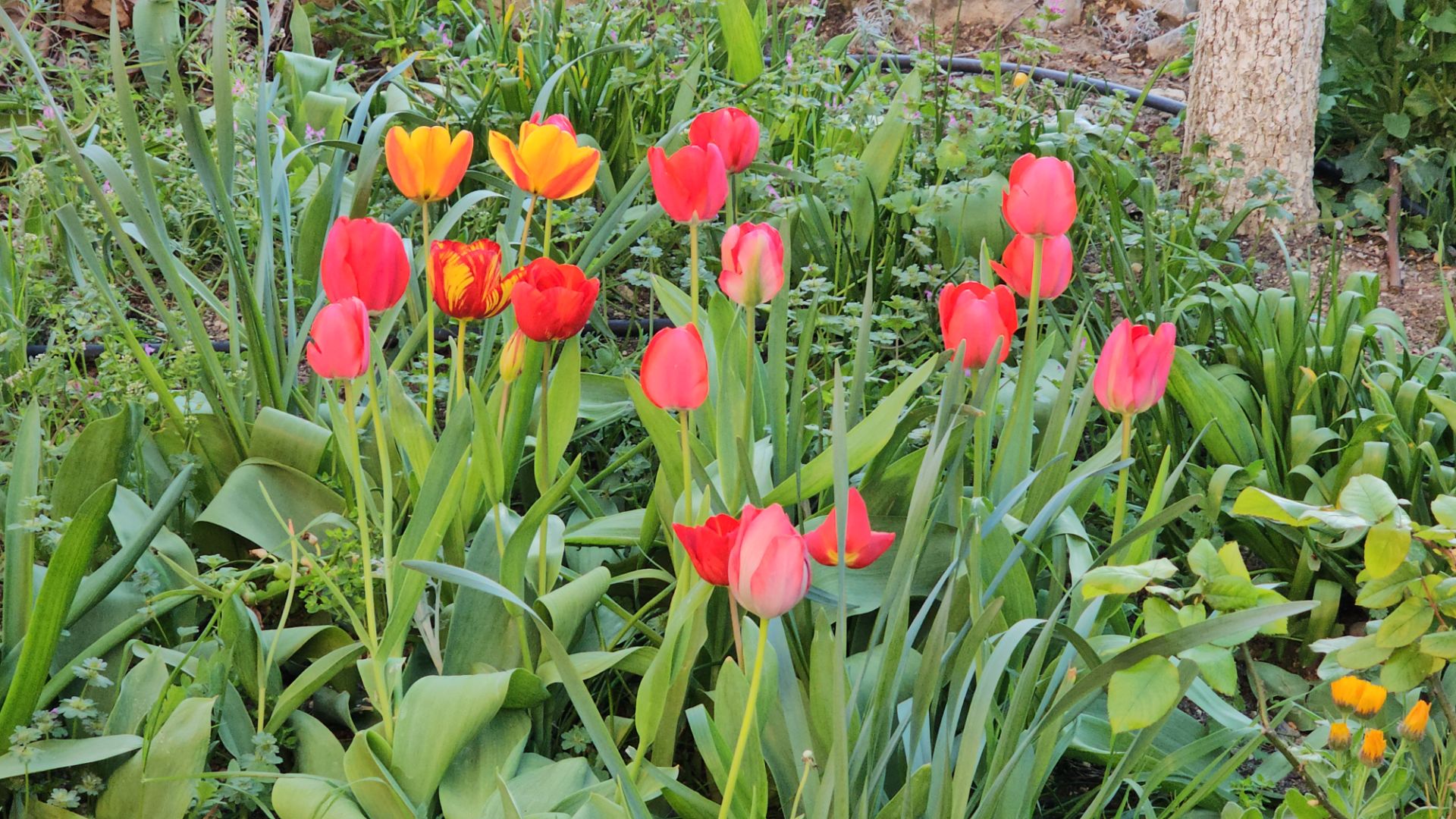 4-6 апреля 2026.Немного садовых работ. Как я готовлю салат Русский и Тирамису