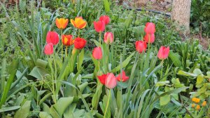 4-6 апреля 2026.Немного садовых работ. Как я готовлю салат Русский и Тирамису