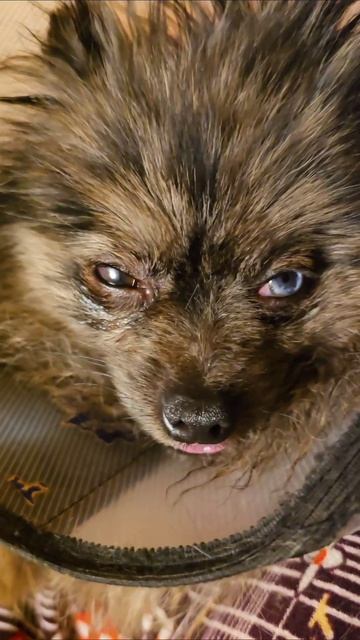 Луна и глаз шпиц собака животные шпицы собаки