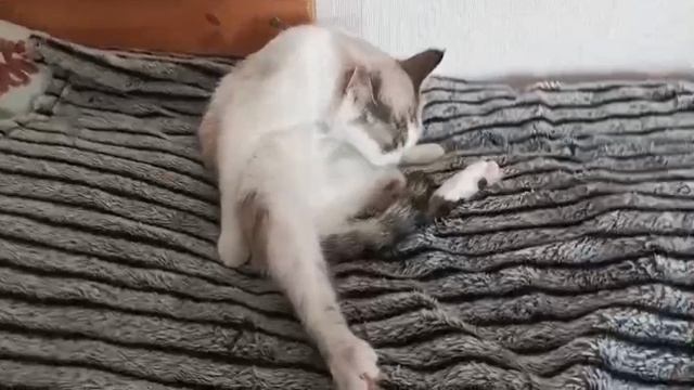 Белка увелка отвечает на ваши вопросы!👉🤳