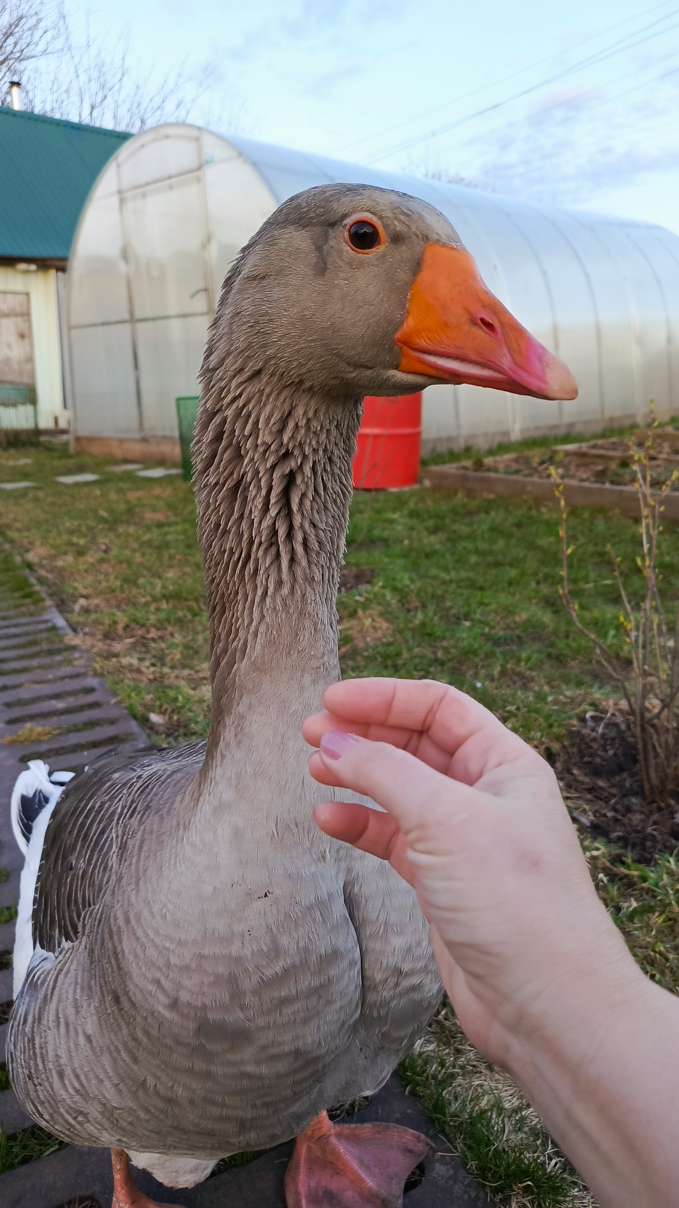 Вечерний выгул птички🦆🪿Серёжа сцепился с Абрамом🫣Любовь-морковь с Серёжей 🥰Потеплело☀️