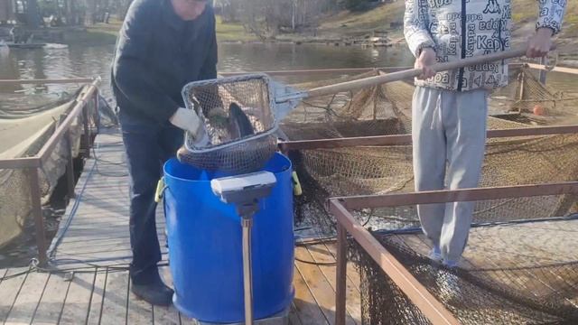 запуск форели