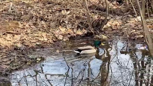 А кто это тут в луже?