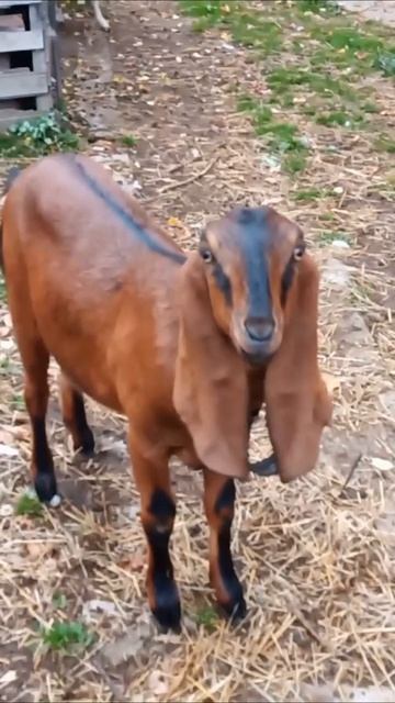 Англо-нубийские козы