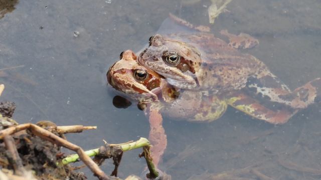 Лягушачье синхронное плавание на Ижоре