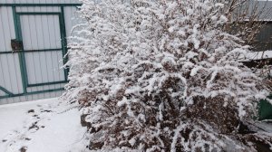 2349.  Суровые будни сибирских садоводов и огородников.