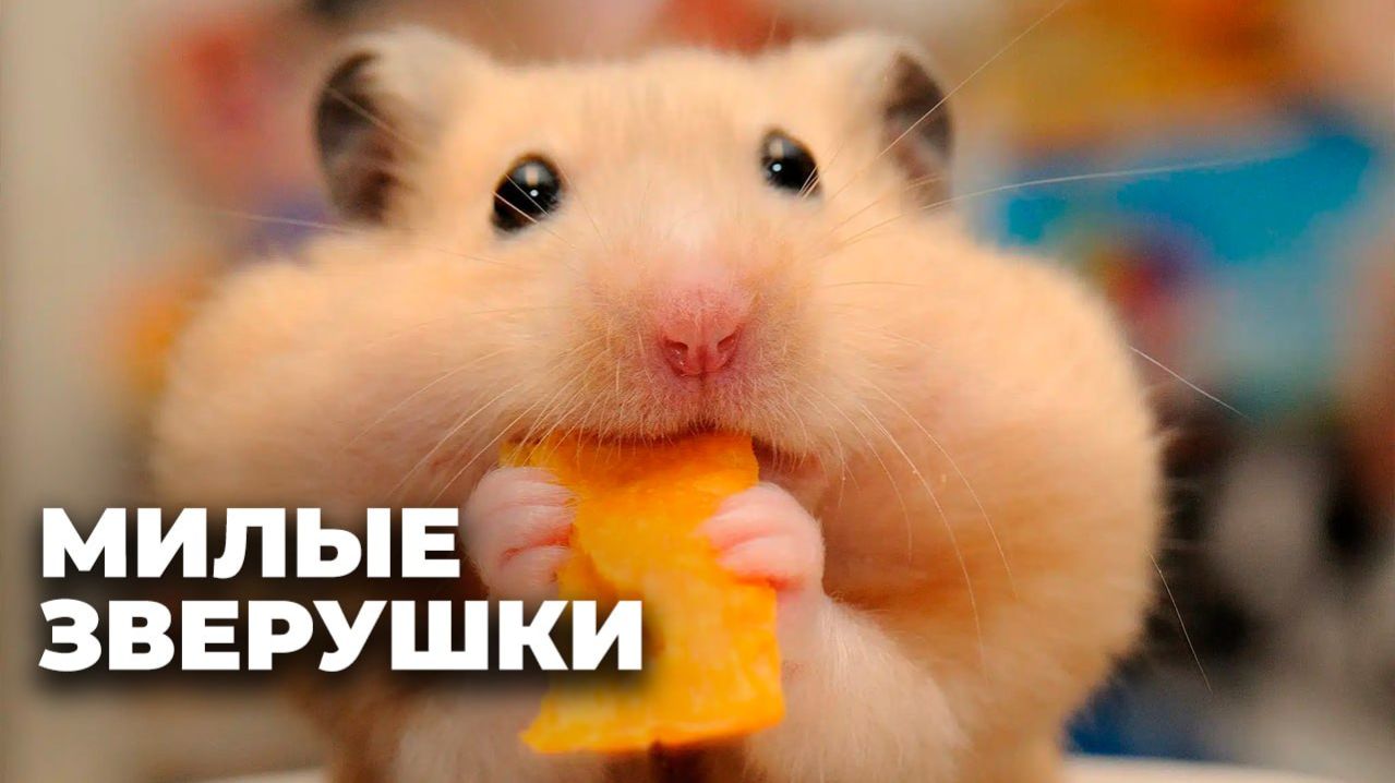 Любимые питомцы: почему хомяки стали так популярны в Грузии