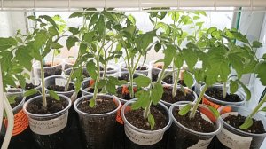 Томатам жарко,темно и тесно.Начинают вытягиваться.Нужно их притормозить.🙂