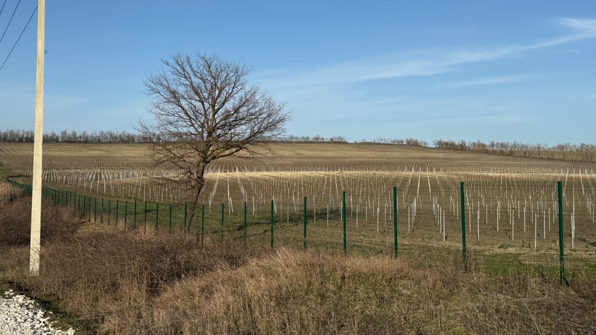 Виноградники 15 гектар! Анапа!