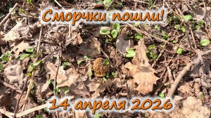 Сморчки пошли! 14 апреля 2026