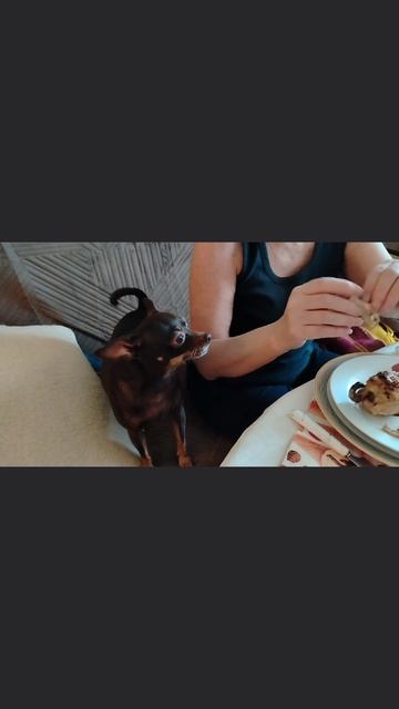 Наглая морда