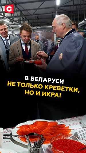 Лукашенко попробовал белорусскую икру! #лукашенко #батька #новости