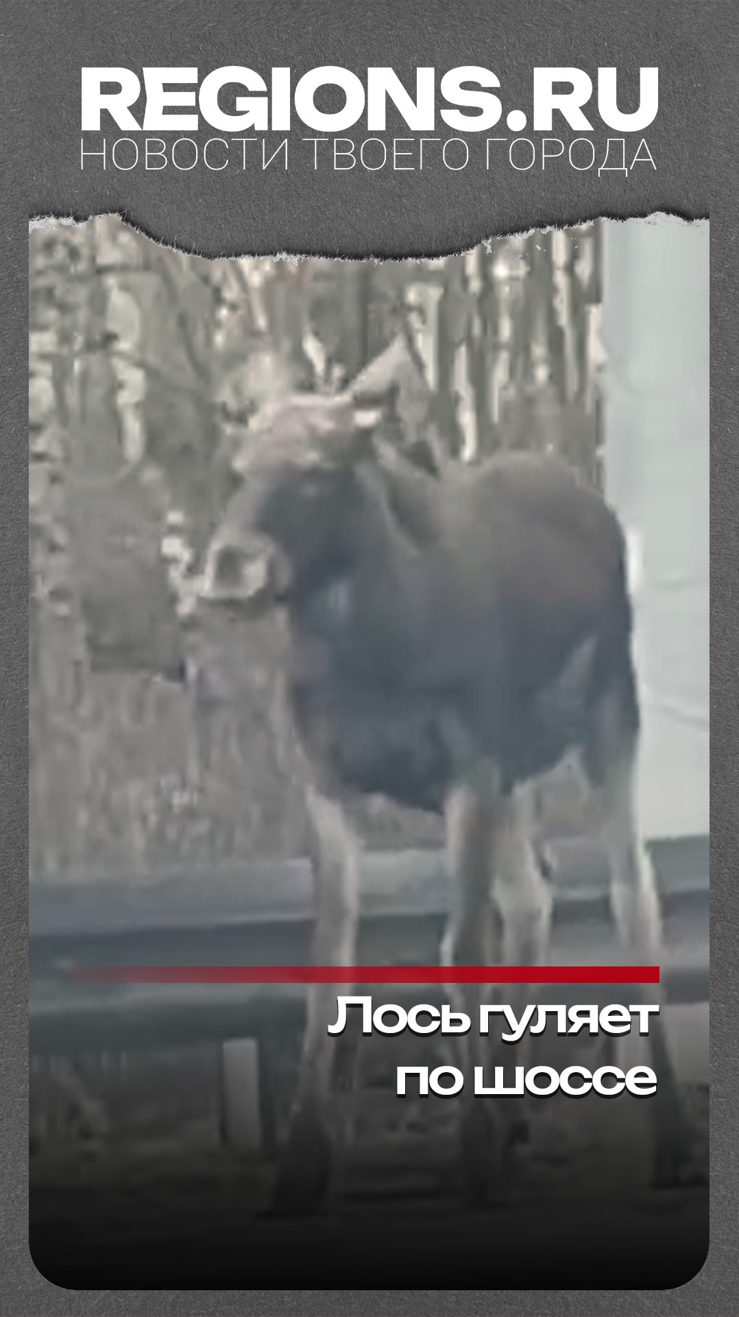 Лось гуляет по шоссе